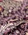 Постельное белье "Cotton Dreams" Valencia Premium My Kingdom Евро